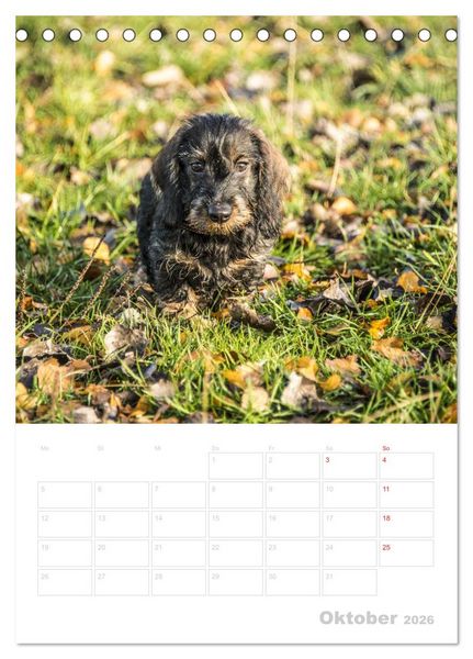 Produktbild: Der Dackel - mein kleiner Freund (Tischkalender 2026 DIN A5 hoch), CALVENDO Monatskalender