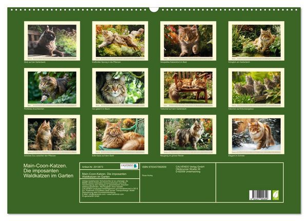 Produktbild: Main-Coon-Katzen. Die imposanten Waldkatzen im Garten (Wandkalender 2026 DIN A2 quer), CALVENDO Monatskalender