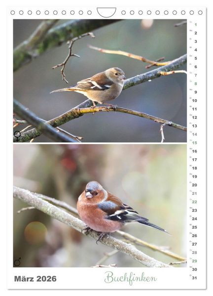 Produktbild: Vogel-Paare (Wandkalender 2026 DIN A4 hoch), CALVENDO Monatskalender