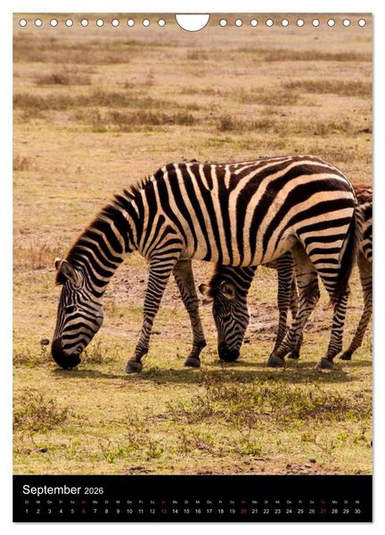 Produktbild: Wildes Afrika (Wandkalender 2026 DIN A4 hoch), CALVENDO Monatskalender