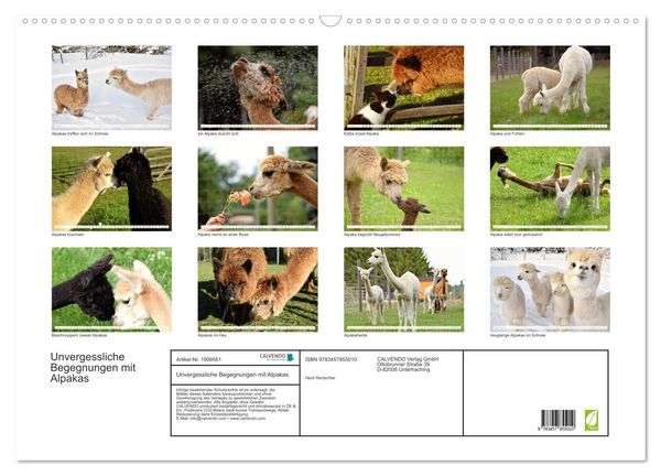 Produktbild: Unvergessliche Begegnungen mit Alpakas (Wandkalender 2026 DIN A2 quer), CALVENDO Monatskalender