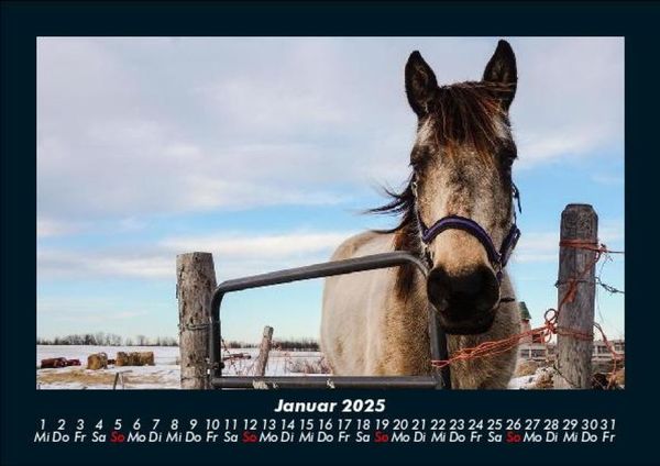 Produktbild: Pferdegefl&uuml;ster 2025 Fotokalender DIN A5