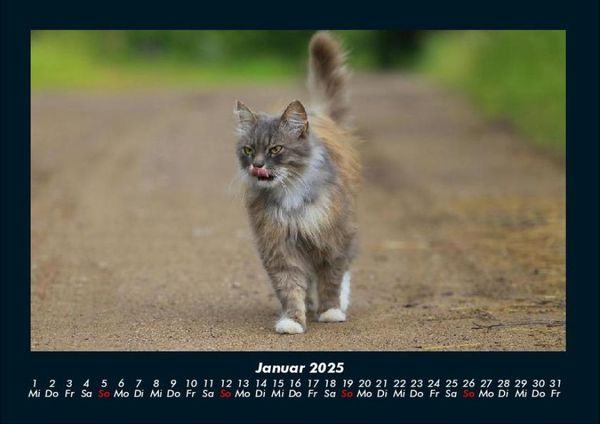 Produktbild: F&uuml;r Katzenfreunde 2025 Fotokalender DIN A4