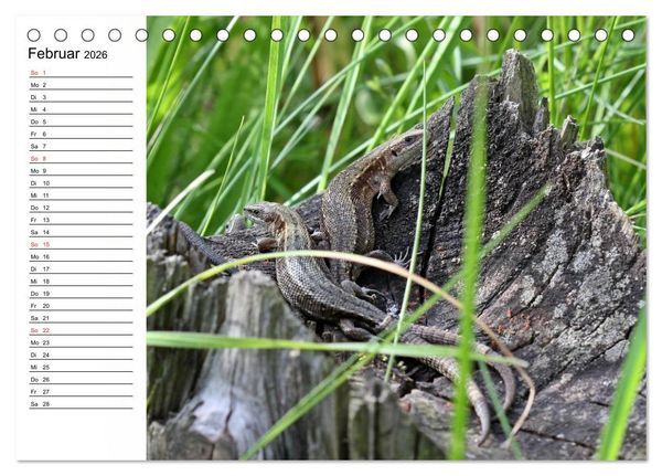 Produktbild: Amphibien und Reptilien (Tischkalender 2026 DIN A5 quer), CALVENDO Monatskalender