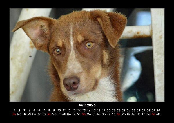 Produktbild: Der Hundekalender 2025 Fotokalender DIN A3
