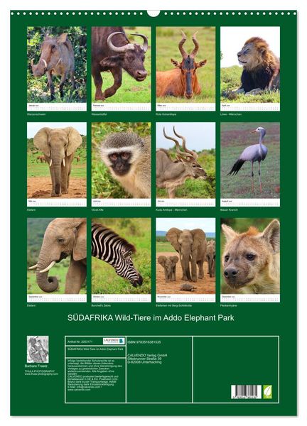 Produktbild: S&Uuml;DAFRIKA Wild-Tiere im Addo Elephant Park (Wandkalender 2026 DIN A2 hoch), CALVENDO Monatskalender