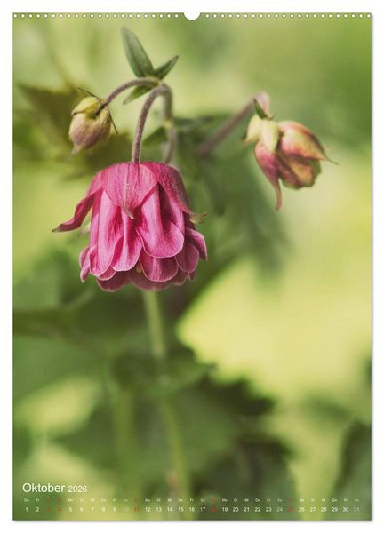 Produktbild: NATUR PUR Kleine Blumen am Wegesrand (Wandkalender 2026 DIN A2 hoch), CALVENDO Monatskalender