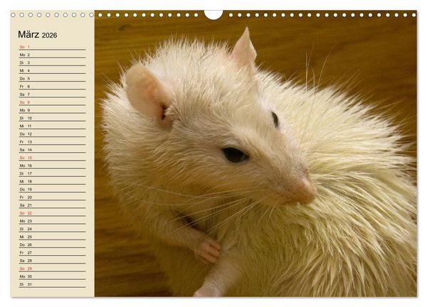 Produktbild: Ratten. Gelehrige Haustiere (Wandkalender 2026 DIN A3 quer), CALVENDO Monatskalender