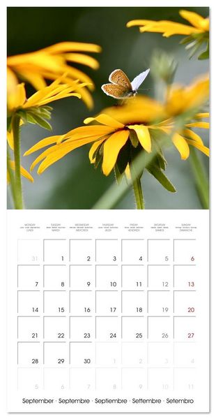 Produktbild: Gentle butterflies (Wall Calendar 2026 12 &times; 12 Inch) CALVENDO 12 Month Wall Calendar
