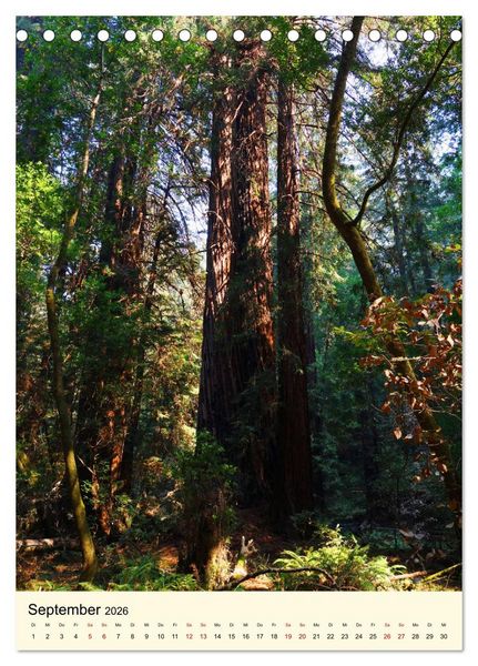 Produktbild: Redwoods - Faszination Mammutb&auml;ume (Tischkalender 2026 DIN A5 hoch), CALVENDO Monatskalender