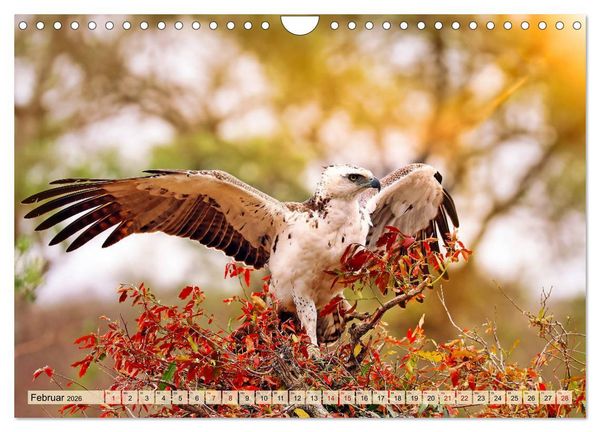 Produktbild: Afrikas Vogelwelt 2026 (Wandkalender 2026 DIN A4 quer), CALVENDO Monatskalender