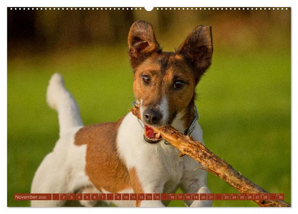 Produktbild: Faszination Hund (Wandkalender 2026 DIN A2 quer), CALVENDO Monatskalender