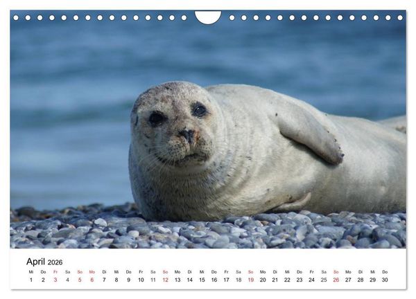 Produktbild: Das Leben der Robben (Wandkalender 2026 DIN A4 quer), CALVENDO Monatskalender