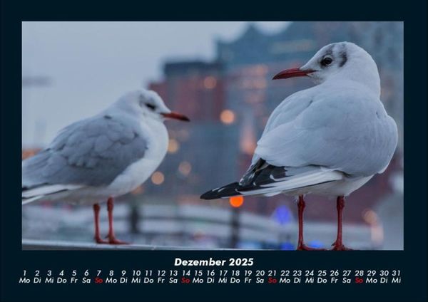 Produktbild: M&ouml;wen 2025 Fotokalender DIN A4