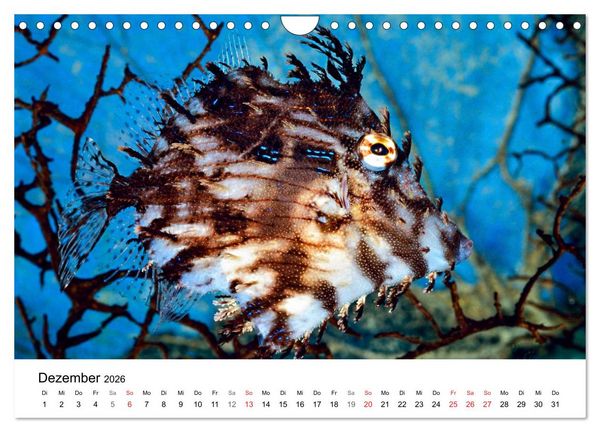 Produktbild: Fischzauber - Wundervolle Aquarienfische (Wandkalender 2026 DIN A4 quer), CALVENDO Monatskalender