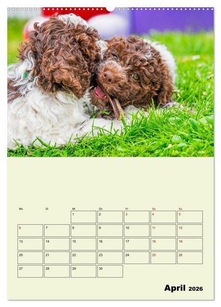 Produktbild: Lagotto Romagnolo - Der Tr&uuml;ffelhund Italiens - Planer (Wandkalender 2026 DIN A2 hoch), CALVENDO Monatskalender