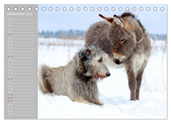Produktbild: Kleiner Esel. Boldewyn mit seinen Freunden (Tischkalender 2026 DIN A5 quer), CALVENDO Monatskalender