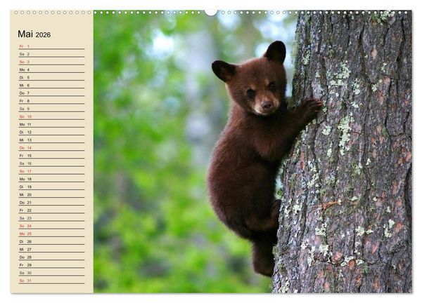 Produktbild: B&auml;ren (hochwertiger Premium Wandkalender 2026 DIN A2 quer), Kunstdruck in Hochglanz