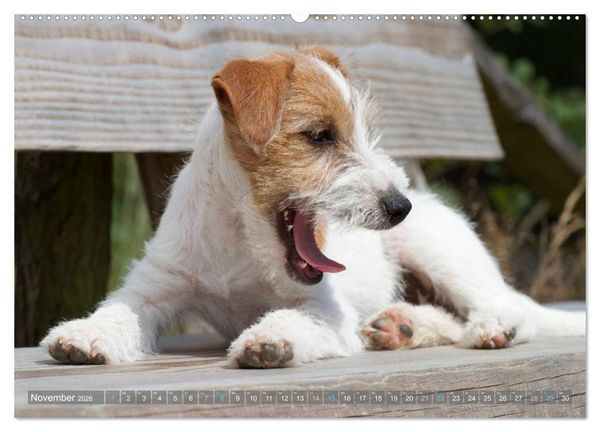 Produktbild: Faszination Terrier (hochwertiger Premium Wandkalender 2026 DIN A2 quer), Kunstdruck in Hochglanz