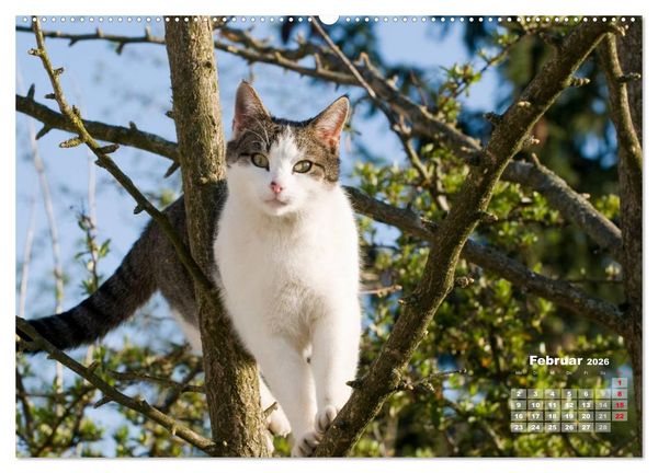 Produktbild: Katzen im Gr&uuml;nen (Wandkalender 2026 DIN A2 quer), CALVENDO Monatskalender