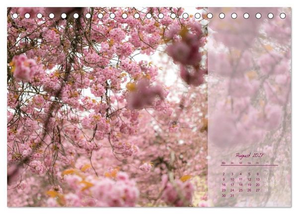 Produktbild: Pretty in Pink - Die Kirschbl&uuml;te (Tischkalender 2027 DIN A5 quer), CALVENDO Monatskalender