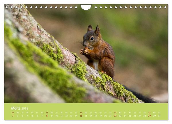 Produktbild: Eichh&ouml;rnchen - die s&uuml;&szlig;en Nussknacker (Wandkalender 2026 DIN A4 quer), CALVENDO Monatskalender