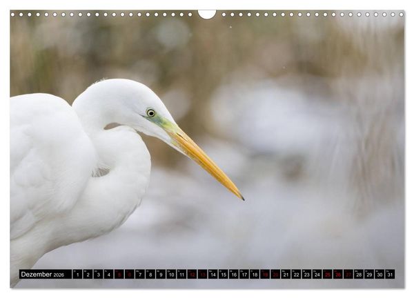 Produktbild: Eleganz in Wei&szlig; - Der Silberreiher (Wandkalender 2026 DIN A3 quer), CALVENDO Monatskalender