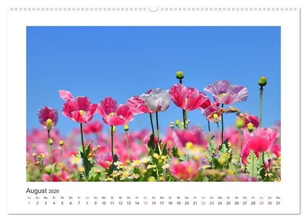 Produktbild: Mohn, Bl&uuml;tenzauber in Rosa, Pink und Wei&szlig; (Wandkalender 2026 DIN A2 quer), CALVENDO Monatskalender