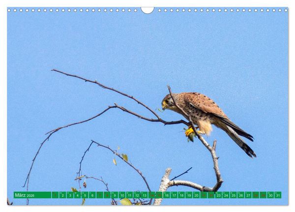Produktbild: Greifv&ouml;gel - wild und sch&ouml;n (Wandkalender 2026 DIN A3 quer), CALVENDO Monatskalender
