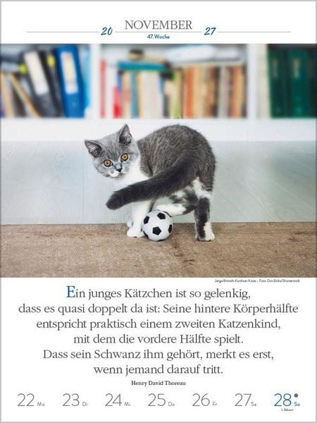 Produktbild: Literaturkalender Katzen 2027