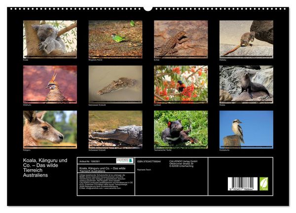 Produktbild: Koala, K&auml;nguru und Co. &ndash; Das wilde Tierreich Australiens (hochwertiger Premium Wandkalender 2026 DIN A2 quer), Kunstdruck in Hochglanz