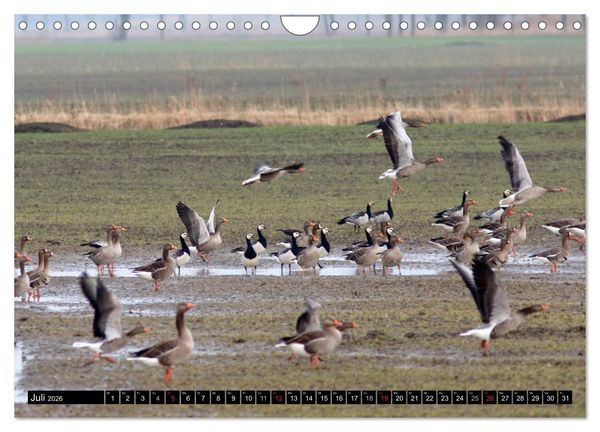 Produktbild: Gefiederte Sch&ouml;nheiten - Wildg&auml;nse in Norddeutschland (Wandkalender 2026 DIN A4 quer), CALVENDO Monatskalender