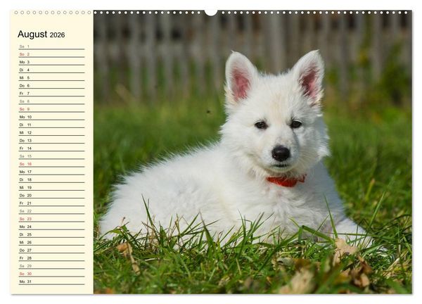 Produktbild: Wei&szlig;er Schweizer Sch&auml;ferhund - Ein Tag im Leben einer Hundefamilie (hochwertiger Premium Wandkalender 2026 DIN A2 quer), Kunstdruck in Hochglanz
