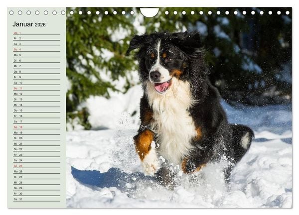 Produktbild: Berner Sennenhunde in Action (Wandkalender 2026 DIN A4 quer), CALVENDO Monatskalender