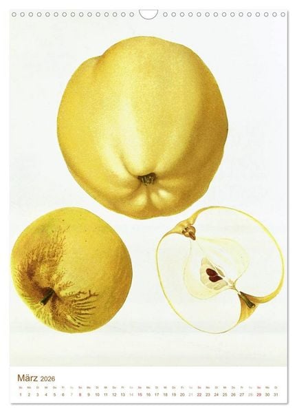 Produktbild: Obstb&auml;ume: Botanische Zeichnungen und historische Stiche (Wandkalender 2026 DIN A3 hoch), CALVENDO Monatskalender