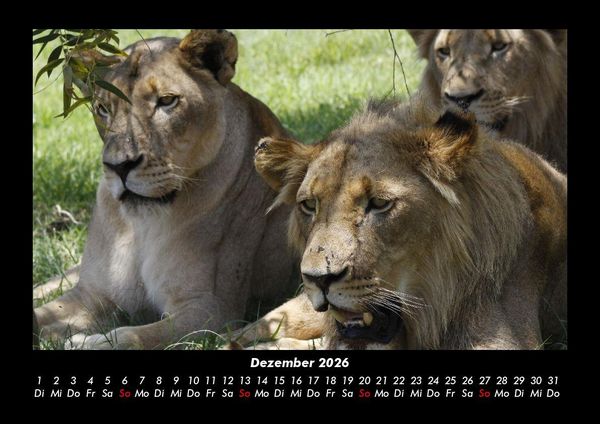Produktbild: L&ouml;wen in der Wildnis 2026 Fotokalender DIN A3