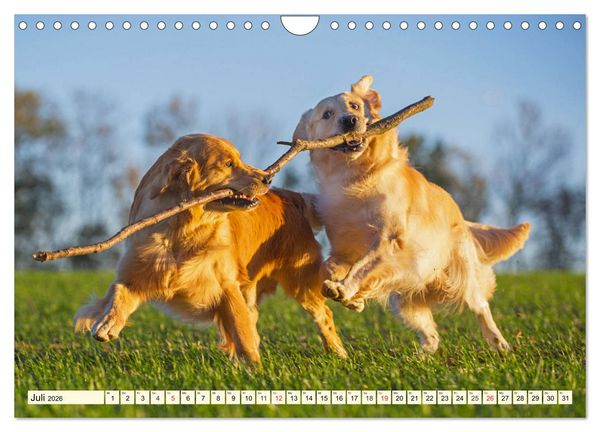 Produktbild: Golden Retriever - Freunde auf 4 Pfoten (Wandkalender 2026 DIN A4 quer), CALVENDO Monatskalender