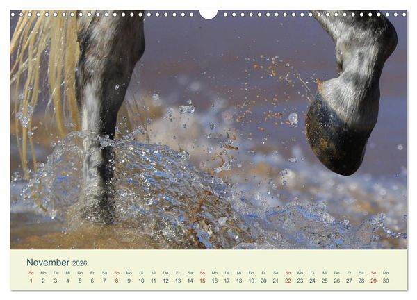 Produktbild: PFERDE & MEER (Wandkalender 2026 DIN A3 quer), CALVENDO Monatskalender