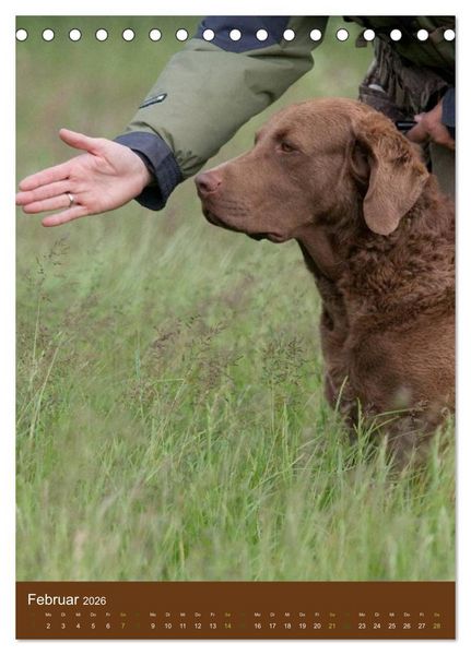 Produktbild: Chesapeake Bay Retriever 2026 (Tischkalender 2026 DIN A5 hoch), CALVENDO Monatskalender