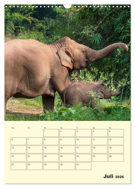 Produktbild: ELEFANTEN - Asiens graue Riesen (Wandkalender 2026 DIN A3 hoch), CALVENDO Monatskalender