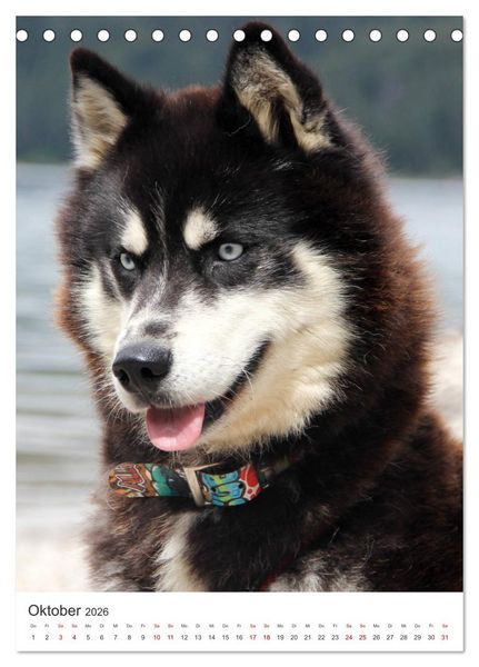 Produktbild: Faszination Husky (Tischkalender 2026 DIN A5 hoch), CALVENDO Monatskalender