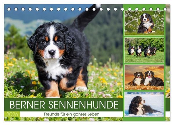 Produktbild: Berner Sennenhunde - Freunde f&uuml;r ein ganzes Leben (Tischkalender 2026 DIN A5 quer), CALVENDO Monatskalender