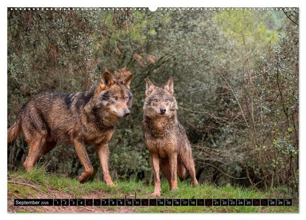 Produktbild: Wolves, Wild Spirits (High Quality Premium Wall Calendar 2026 DIN A2 landscape),CALVENDO 12 Month Wall Calendar