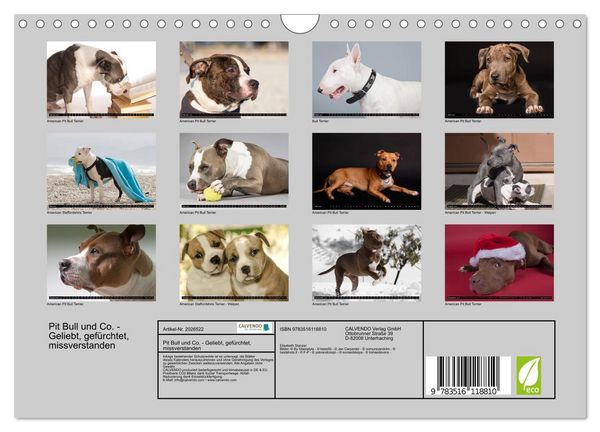 Produktbild: Pit Bull und Co. - Geliebt, gef&uuml;rchtet, missverstanden (Wandkalender 2026 DIN A4 quer), CALVENDO Monatskalender