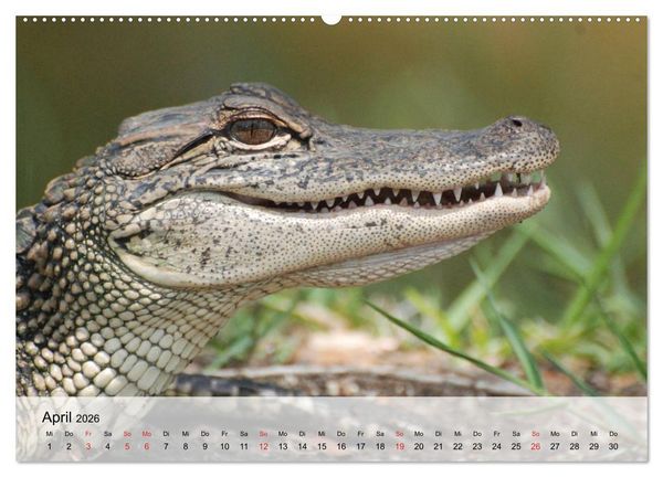Produktbild: Gro&szlig;e Echsen. Krokodile und Alligatoren (hochwertiger Premium Wandkalender 2026 DIN A2 quer), Kunstdruck in Hochglanz