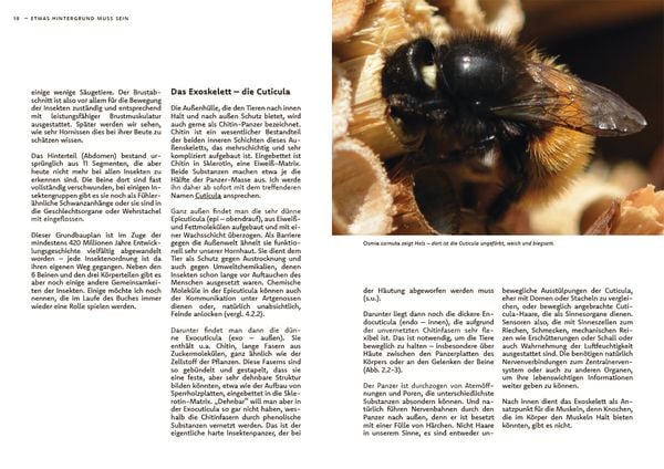 Produktbild: Wildbienen haben es auch nicht leicht