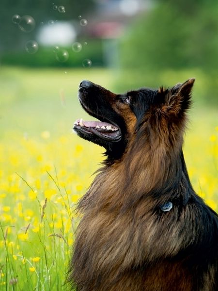 Produktbild: Sch&auml;ferhund Balou (Puzzle)