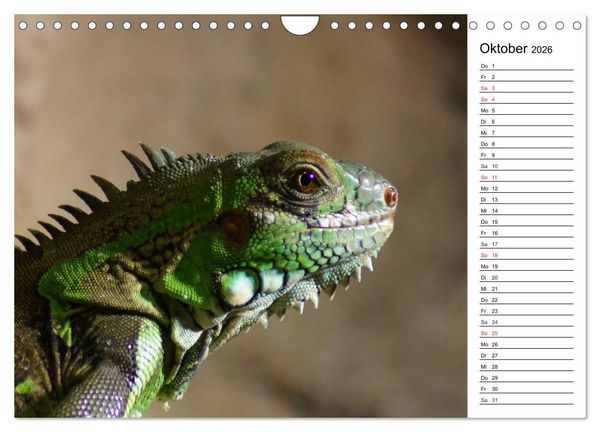 Produktbild: Faszinierende Tierportraits (Wandkalender 2026 DIN A4 quer), CALVENDO Monatskalender