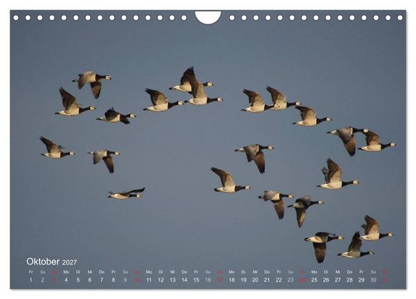 Produktbild: Anblicke und Ausblicke auf Fischland Dar&szlig; (Wandkalender 2027 DIN A4 quer), CALVENDO Monatskalender