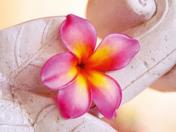 Produktbild: CALVENDO Puzzle Ein Motiv aus dem Kalender Tropischer Bl&uuml;tentraum 1000 Teile Puzzle quer | 1000 Teile Lege-Gr&ouml;&szlig;e 64 &times; 48 cm Foto-Puzzle f&uuml;r gl&uuml;ckliche Stunden